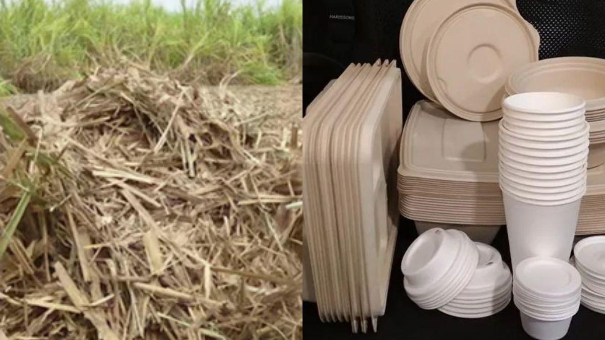 Eco-Friendly Crockery  