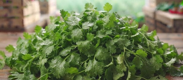 Coriander