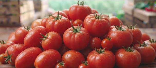 Tomatoes