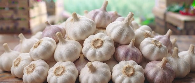 Garlic