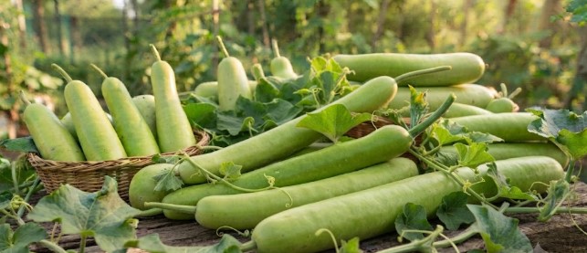 Bottle Gourd