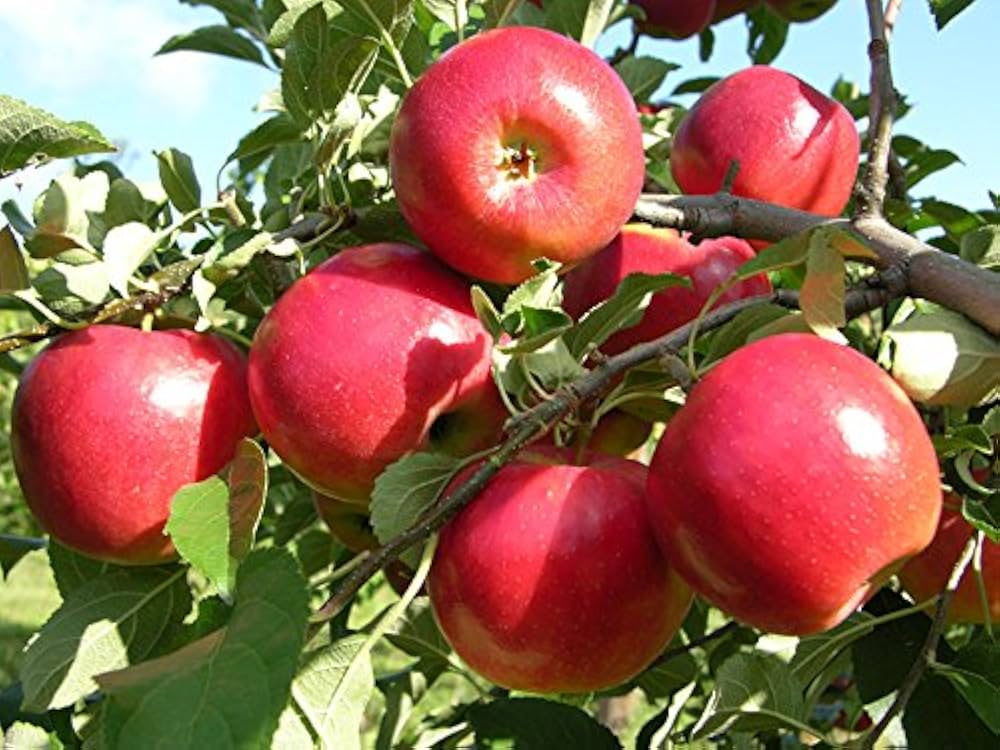 Apple – सेब  